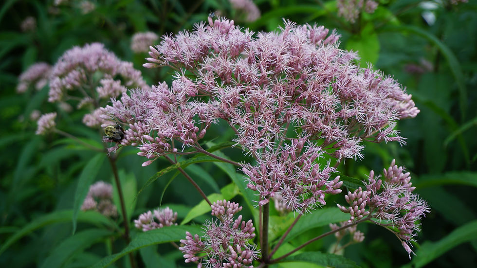 Thumbnail: Spotted Joe-Pye Weed