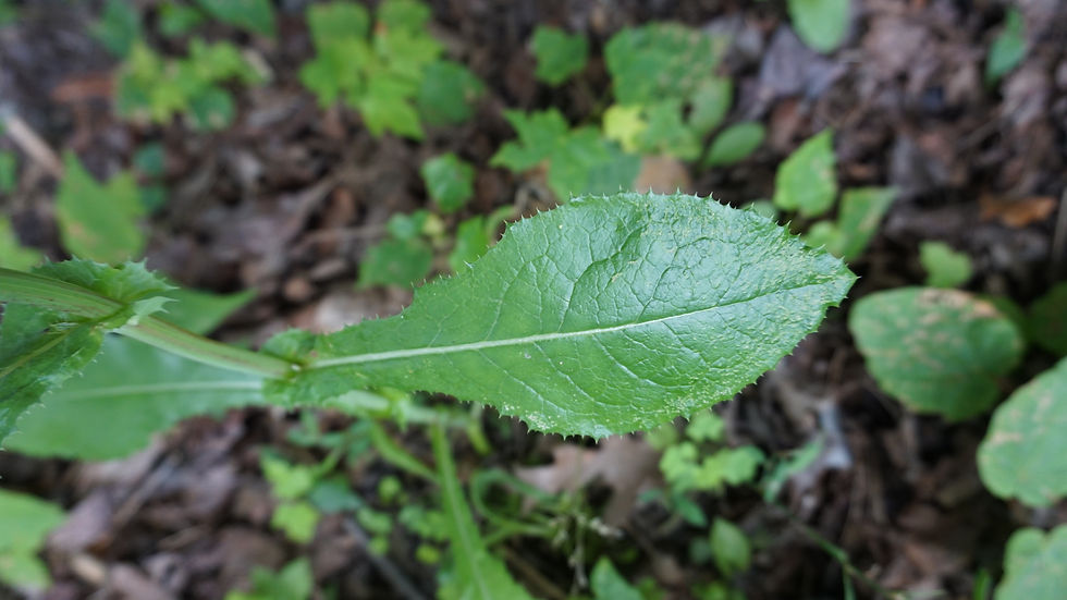 Thumbnail: Spiny-leaved Sow Thistle