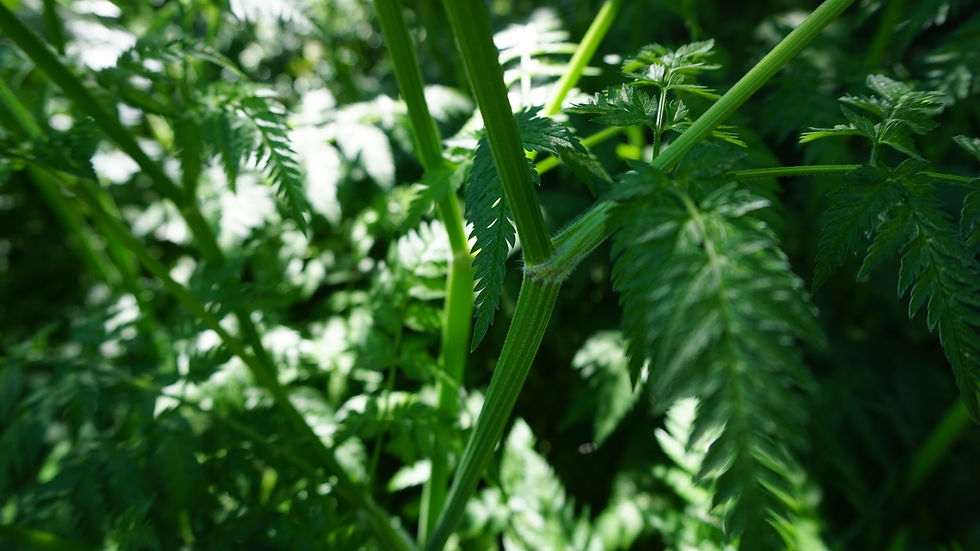 Thumbnail: Poison Hemlock
