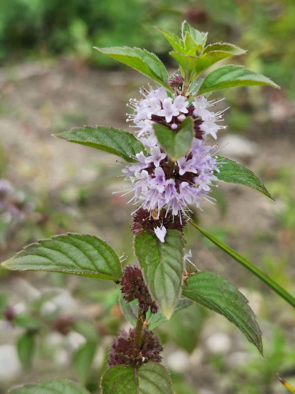 Thumbnail: Wild Mint