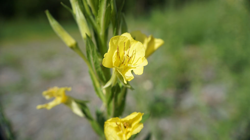 Thumbnail: Common Evening Primrose