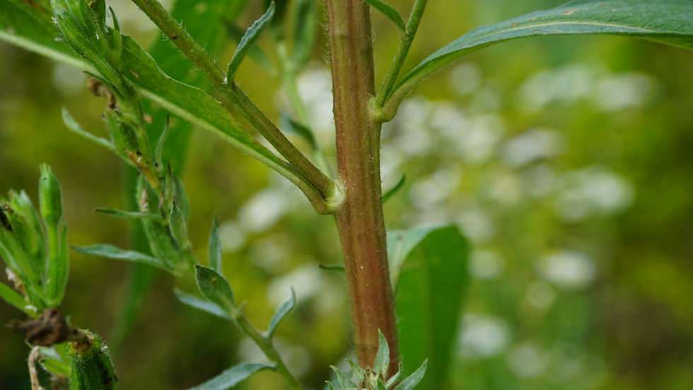 Thumbnail: Common Evening Primrose