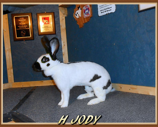 Checkered Giant Vreeland's Rabbitry
