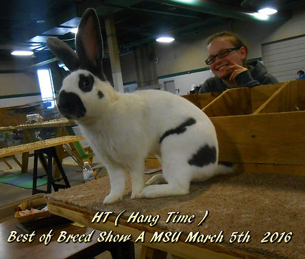 Checkered Giant Vreeland's Rabbitry Terry Vreeland
