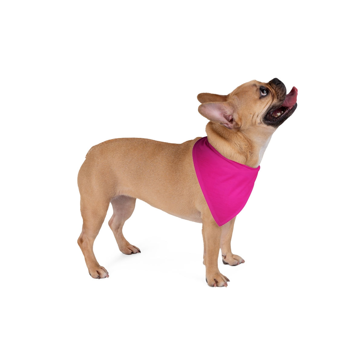 Pet Bandana-Pink Purple