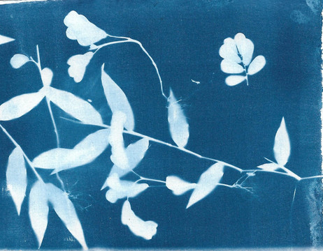 plant cyanotype with daughter 1 of 4.jpeg