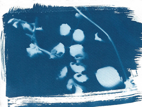 plant cyanotype with daughter 2 of 4.jpeg
