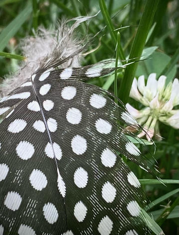 Anita Filson - Birds of a Feather