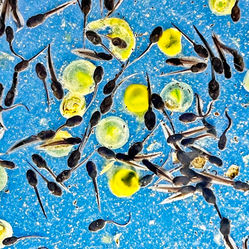 Ted Burrowes - Tadpoles.jpg