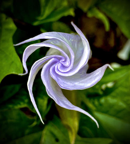 Anita Filson - Jimsonweed