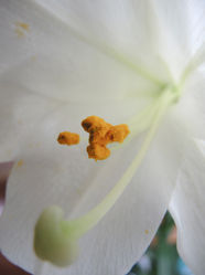 Charlie Page - Azalea.jpeg