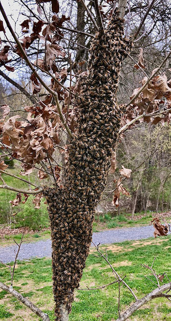 Ted Burrowes - Bees