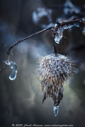 Chuck Almarez - Winter Ice Caap.jpeg