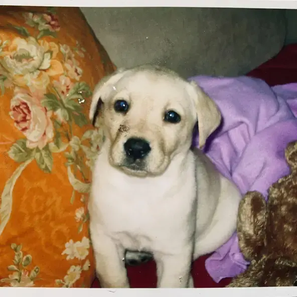 AIDAN JONES | DOG YEARS