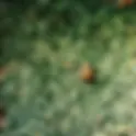 GNASH | BUTTERFLY - SINGLE
