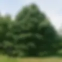 DYLAN ROCKOFF | EVERGREEN (DELUXE)