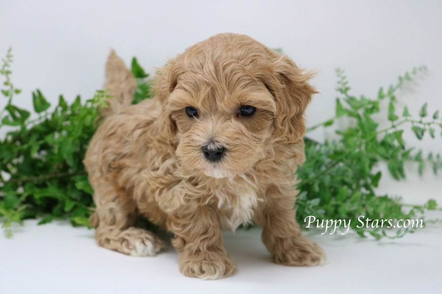 Digby