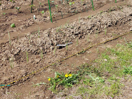 畑を借りました。