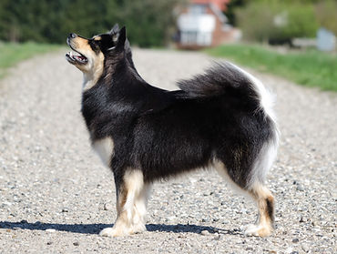 Finnish Lapphund female