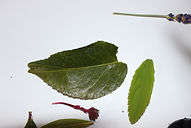 IMG_6649.JPG