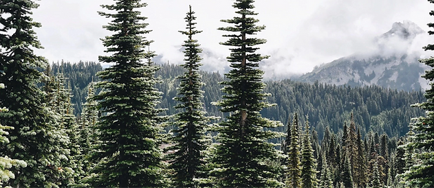 green-pine-trees-on-mountain-under-white-clouds-during-daytime_a2001c57944ccffe3a53b321926