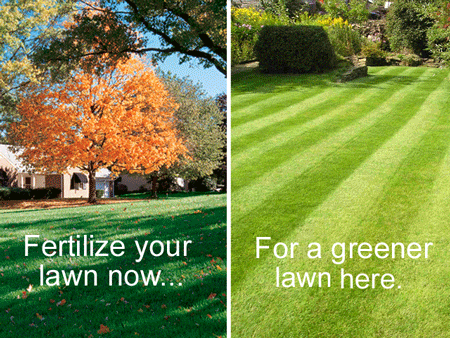 TIME TO WEED, FEED AND SEED!