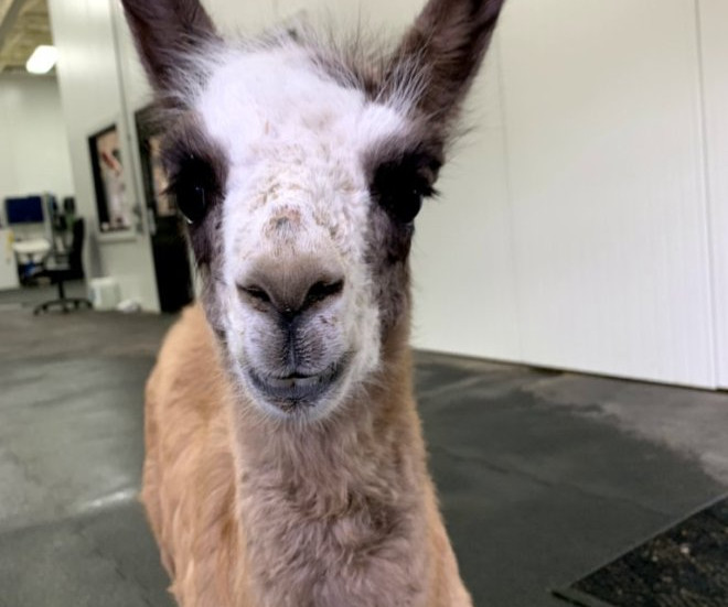 Troy Vet Clinic Home