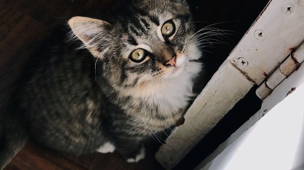 Troy Vet Clinic Home