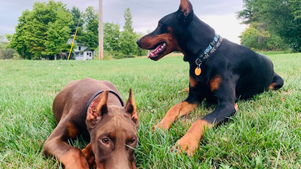 Troy Vet Clinic Home