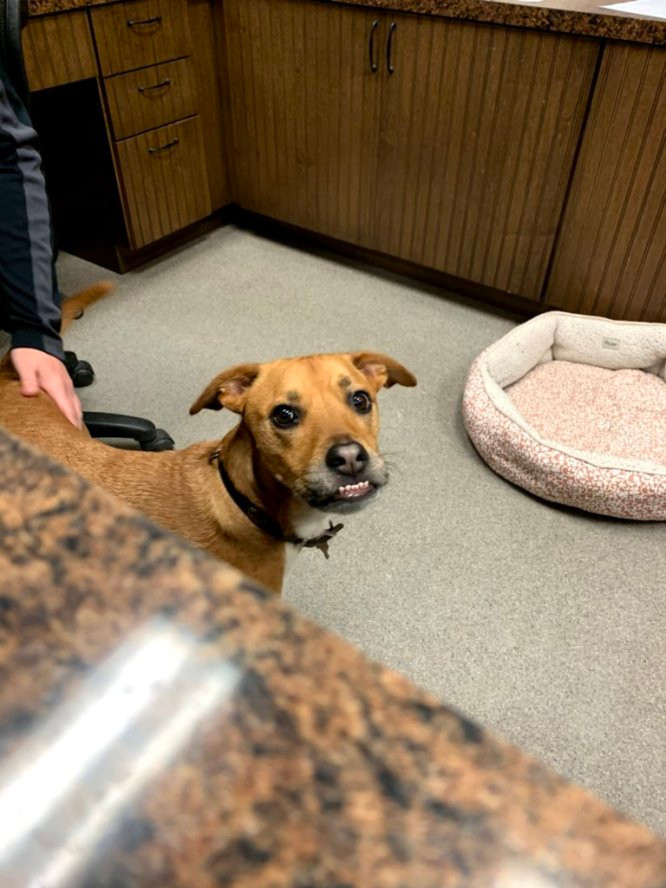 Troy Vet Clinic Home