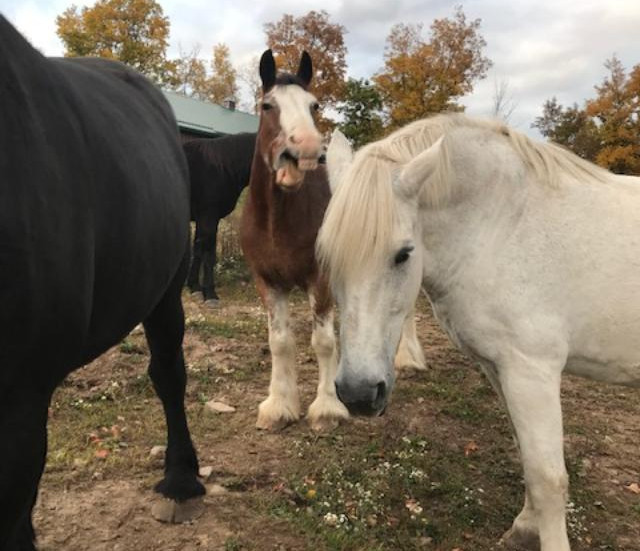Troy Vet Clinic Home