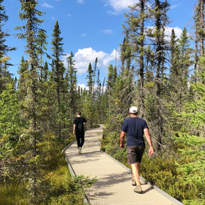 The Big Bog and Carnivorous Plants in Northern Minnesota