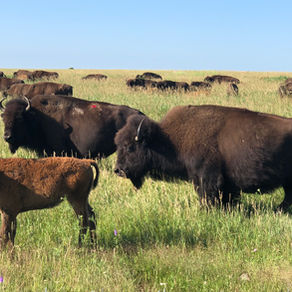 Blue Mounds State Park: Bison, native prairie, quartzite cliffs, and one brave pocket gopher