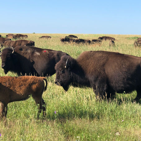 Blue Mounds State Park: Bison, native prairie, quartzite cliffs, and one brave pocket gopher 