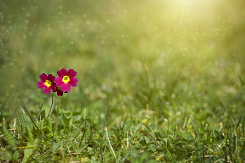 meadow-2470419_1920.jpg