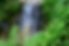 close-up-fern-leaves_11zon.jpg