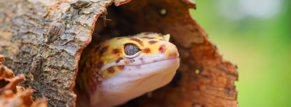 Untitled design (6)_1741840316.png