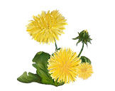 Dandilion.png