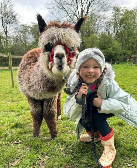 Alpaca walking girl