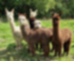 Alpacas