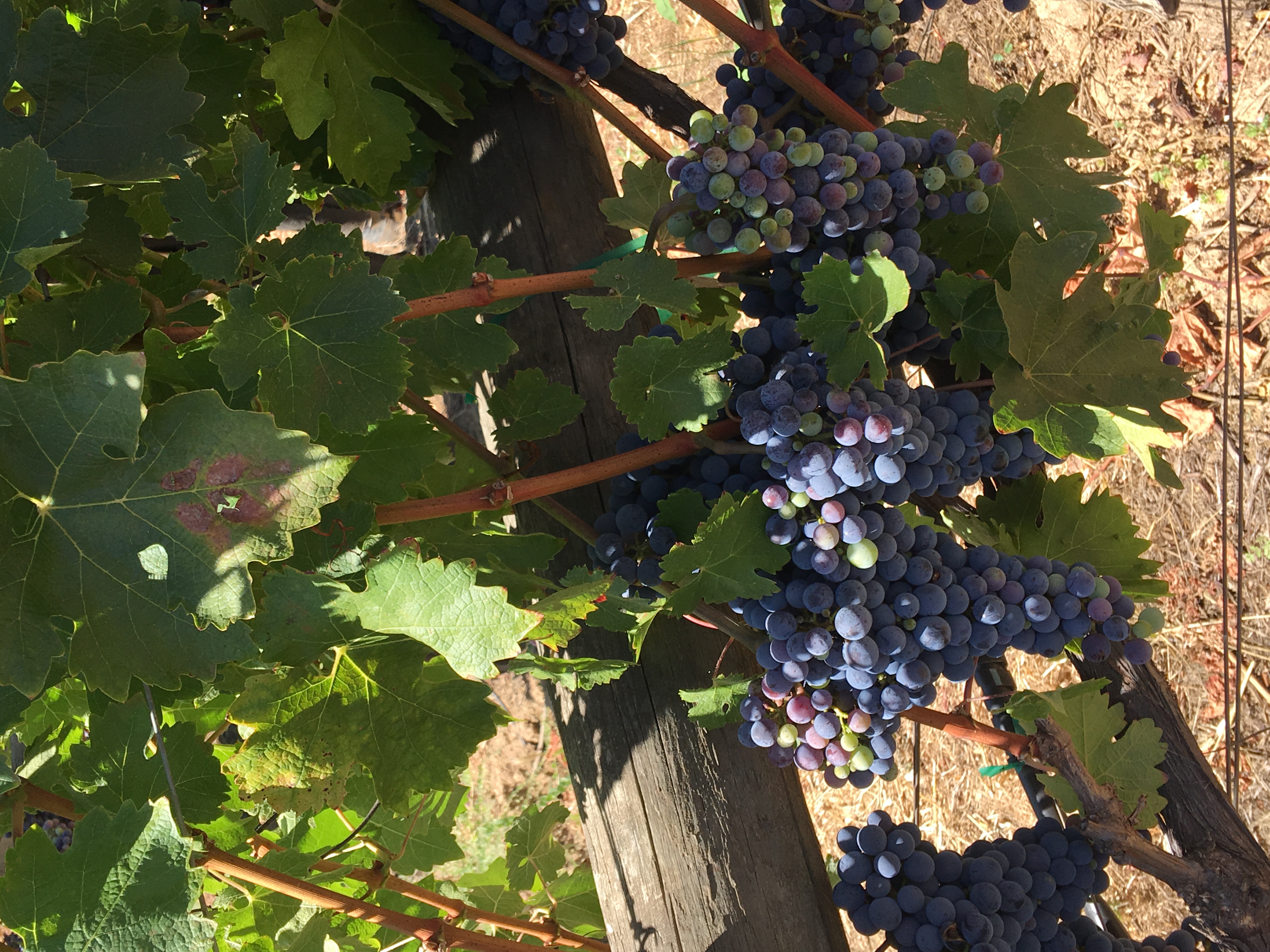 Napa Valley, Ca