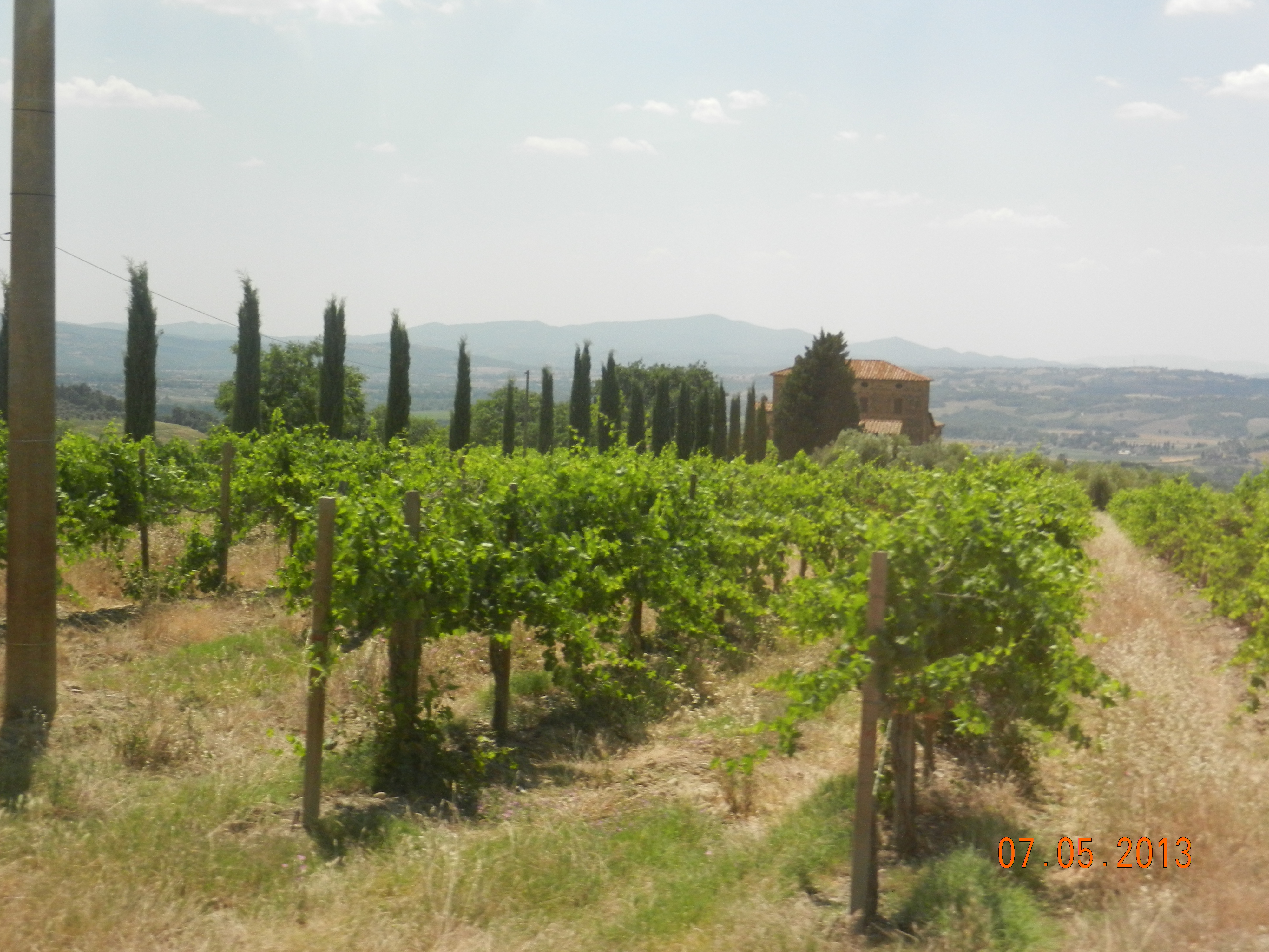 Vineyard in Umbria