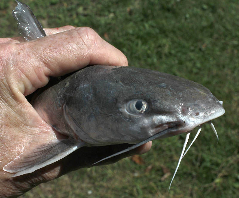 SALTWATER HARDHEAD CATFISH