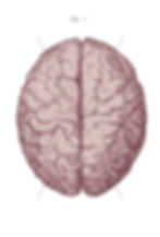 Human Brain