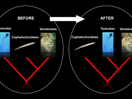 The New Chordate Phylogeny Strengthened by Better Models and More Phylogenomic Data