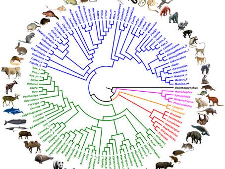 A major update of our OrthoMaM database of orthologous mammalian markers