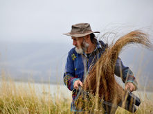 Community effort to restore the shores of Lake Wairarapa
