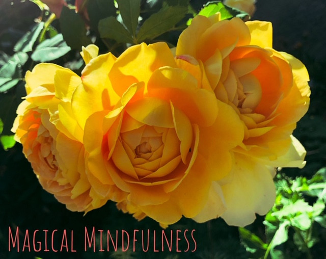 Mindfulness rose