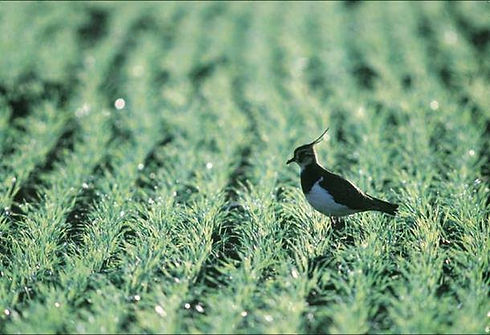 lapwing spring crop.jpg