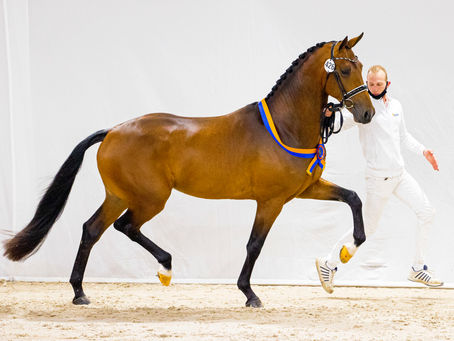 Three Forks in the Road: The Dressage Horse's Journey From Green to Grand Prix
